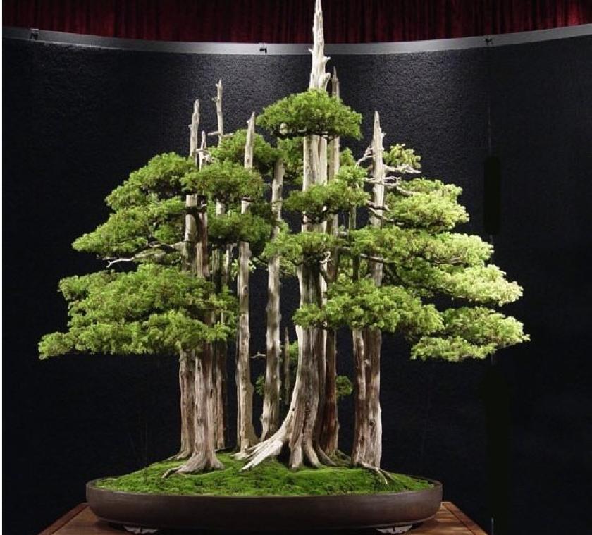 Pre bonsai di Ginepro (2)