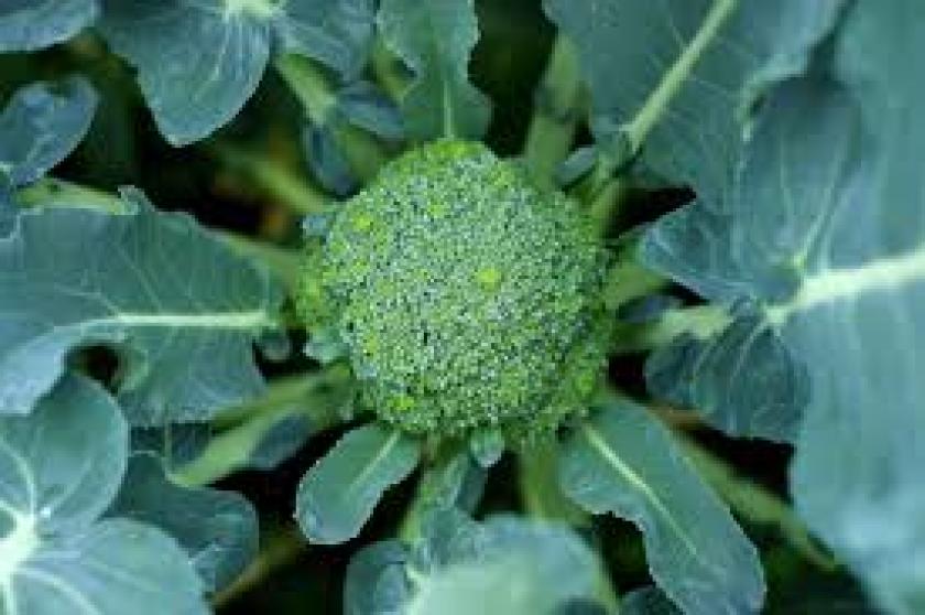 Broccoli: proprietà, benefici e controindicazioni - Saturno Notizie
